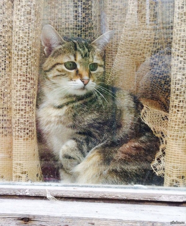 Держите грустного мартовского котика.