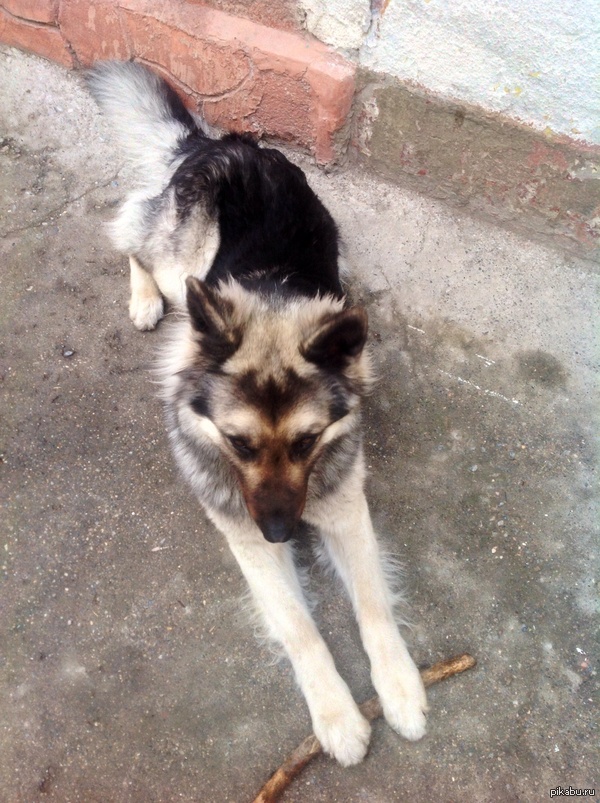 Batdog ��� ������ �����?