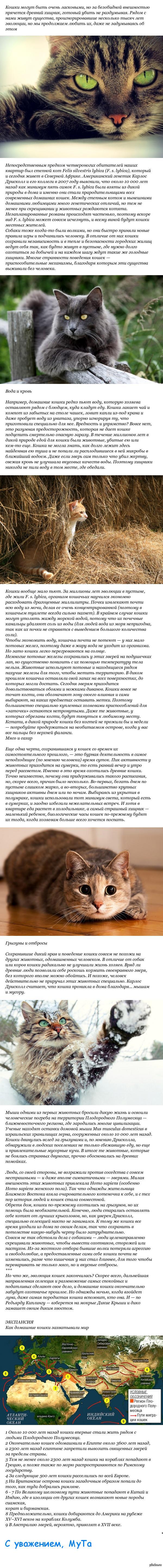 Как, всеми любимые котики, захватили мир!