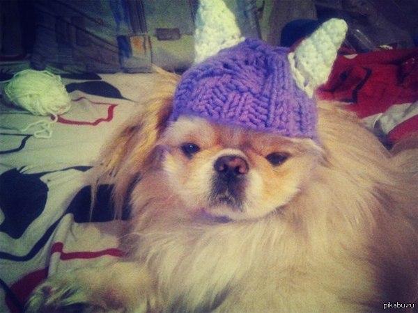 I decided to knit a hat for my pet, in my opinion, he didn’t really like my idea - My, Dog, Funny dog