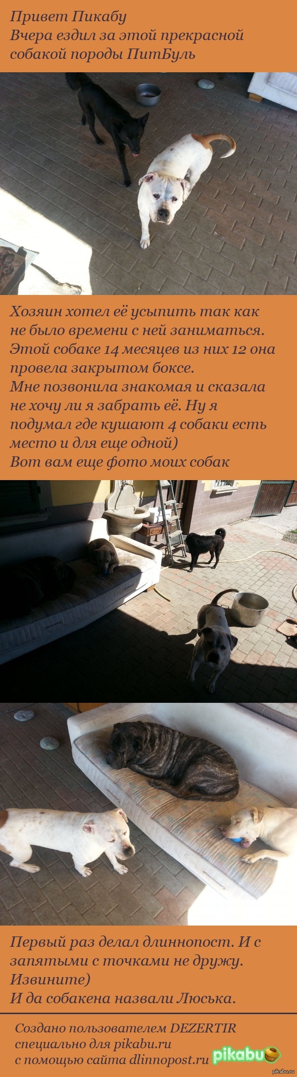 Спасение собаки.