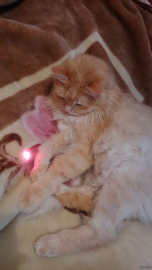 &quot;Бурная&quot; реакция моего кота на красную точку от лазера.... 