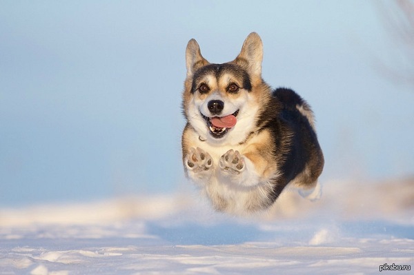 Super dog! - Dogs, Dog, Dog, Joy