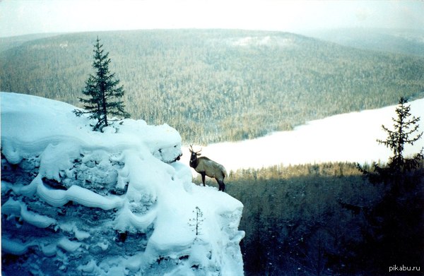Wildlife