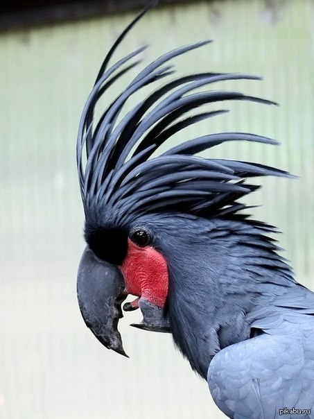 Черный попугай. Попугай Какаду черный. Черный пальмовый Какаду. Австралийский Какаду черный. Голиаф Какаду.