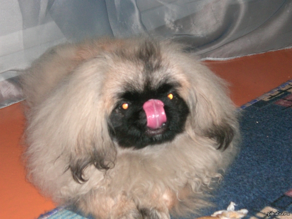 ������� �����������!!! ��������!!! �. ������� ����������� �������.