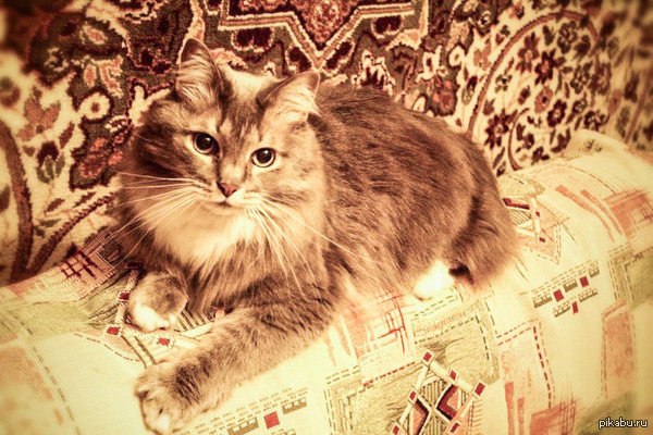 my cat) - My, cat, The photo, Nyasha, Fluffy, Siberian cat