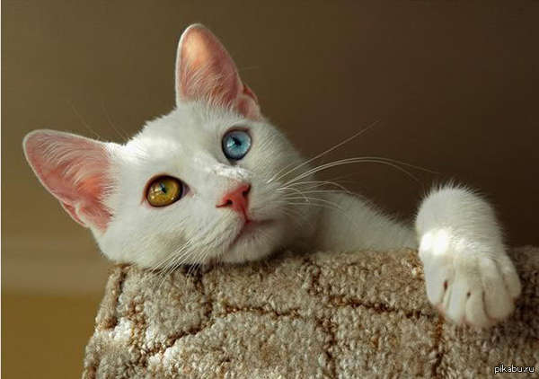 написал хрень, простите, вот вам котенька.