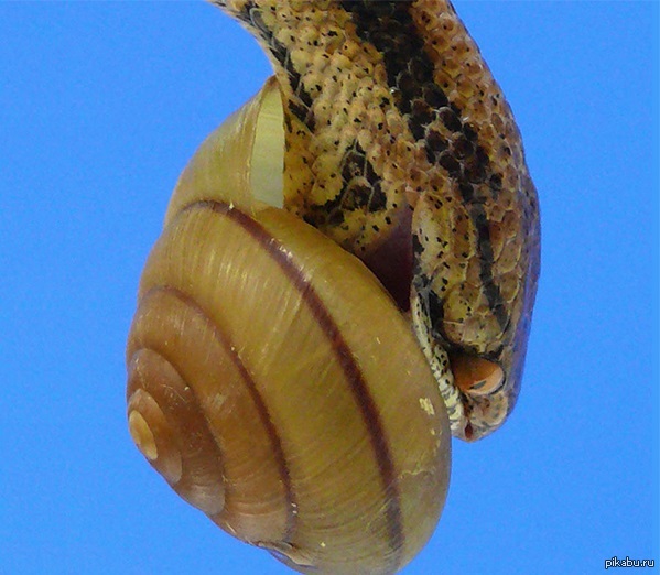 Сэр,а вы однако гурман.