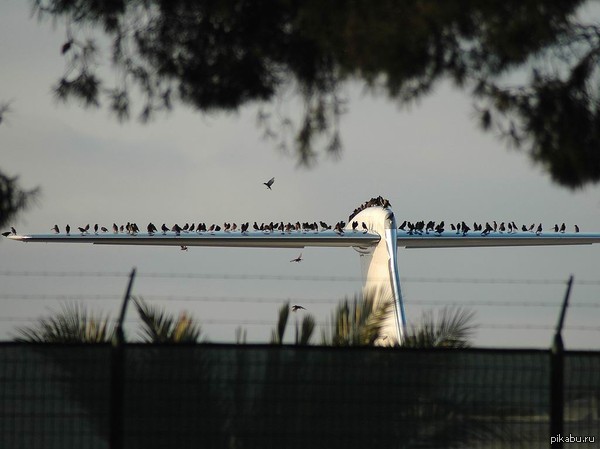 Под защитой старшего брата