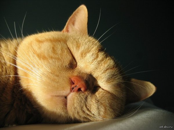 Спокойной ночи, пикабу.