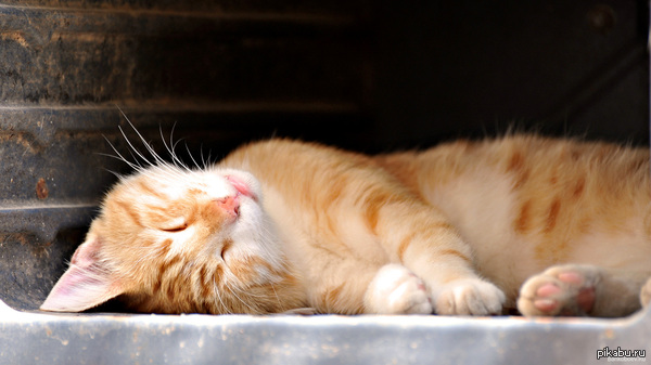 Последний котейка перед сном :3