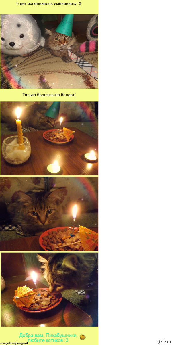 Сегодня день Рождения у моего котика :3  Зовут его Пушок)