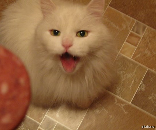 Кот моей подруги, старичку 17 лет.