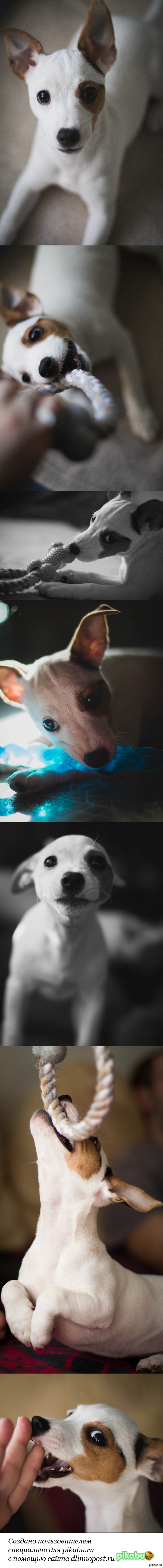 Мой маленький щен