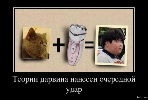 Эволюция Феликс!