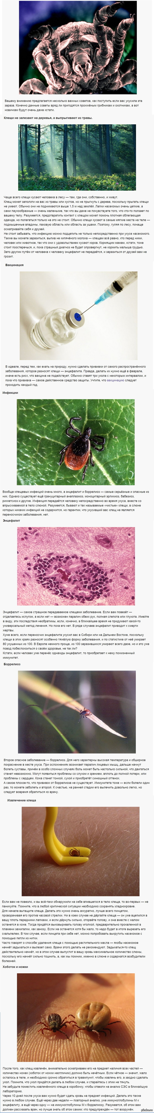 Вытащить клеща: истории из жизни, советы, новости, юмор и картинки —  Лучшее, страница 56 | Пикабу