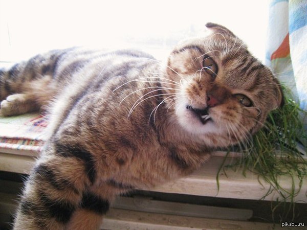 Кот принял озверин.