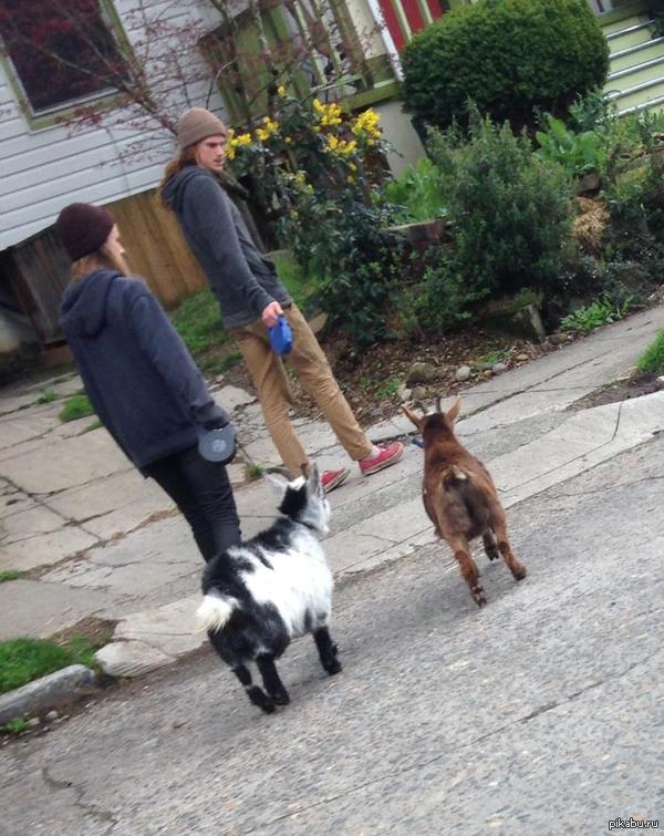 Из одной лужи напились...