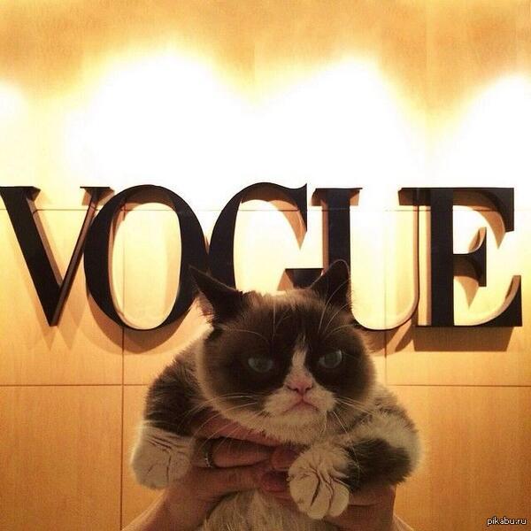     ,   :(   Grumpy Cat     Vogue,    