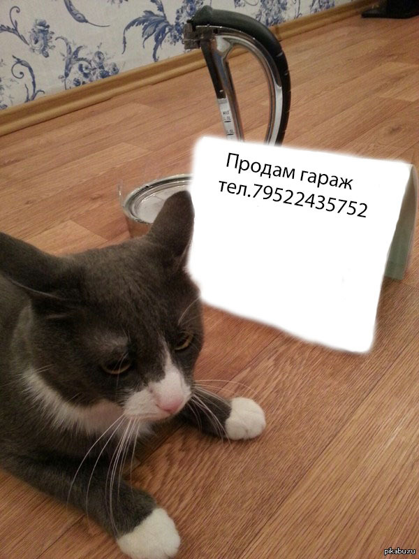in response to the post http://pikabu.ru/story/_2149319 - Selling garage, Reply to post, cat
