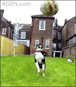    GIF