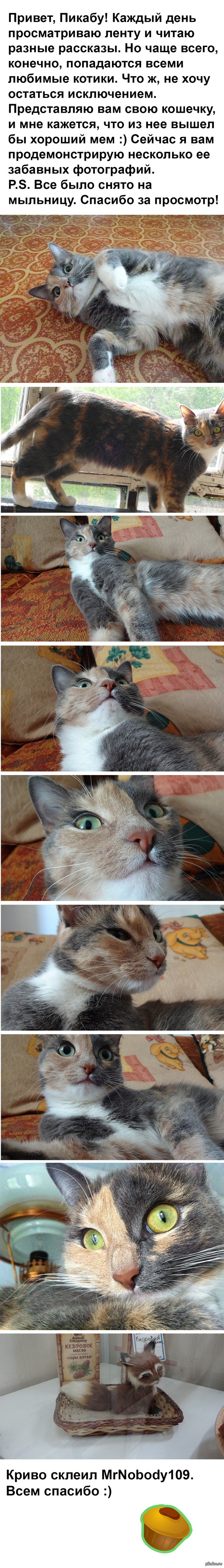 Длиннопост. У всех котики, а я что, рыжий что ли? :)