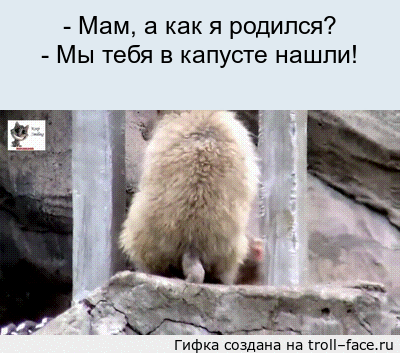 Гифки анекдоты в картинках
