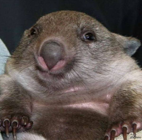 Wombat - Wombats, Animals, Positive