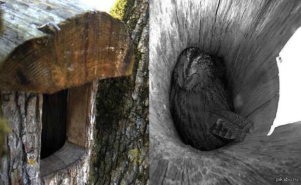 Гнездо неясыти