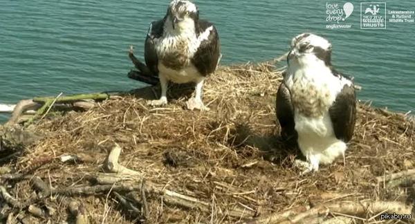 Гнездо скопы