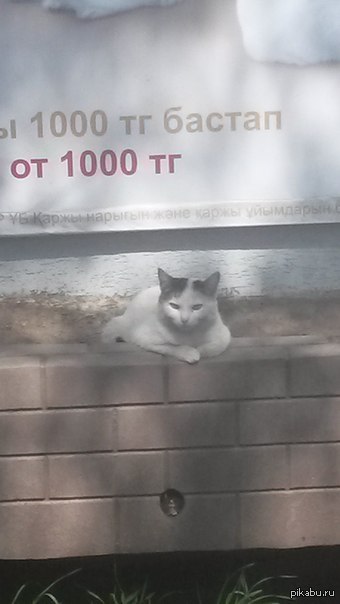 Этот взгляд...