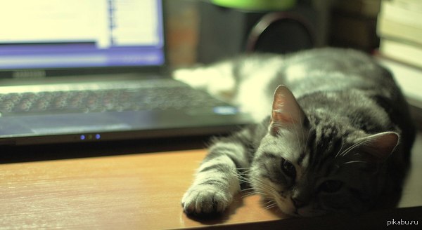 ��� ��� �������