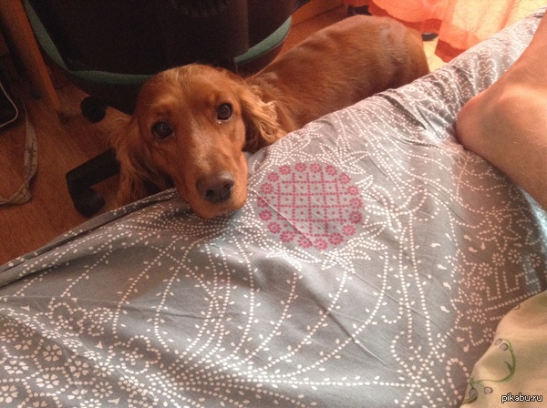 Пойдем гулять?