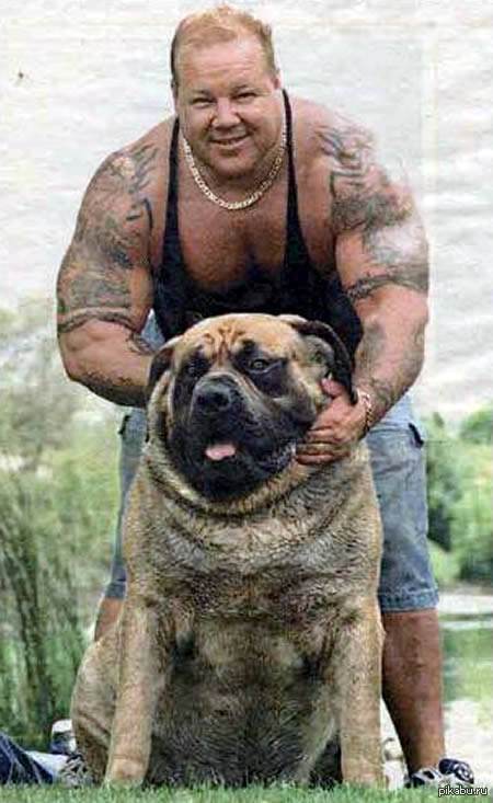 самая большая и толстая собака | Пикабу