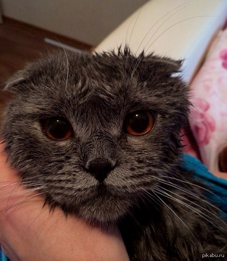 Мокрое котэ