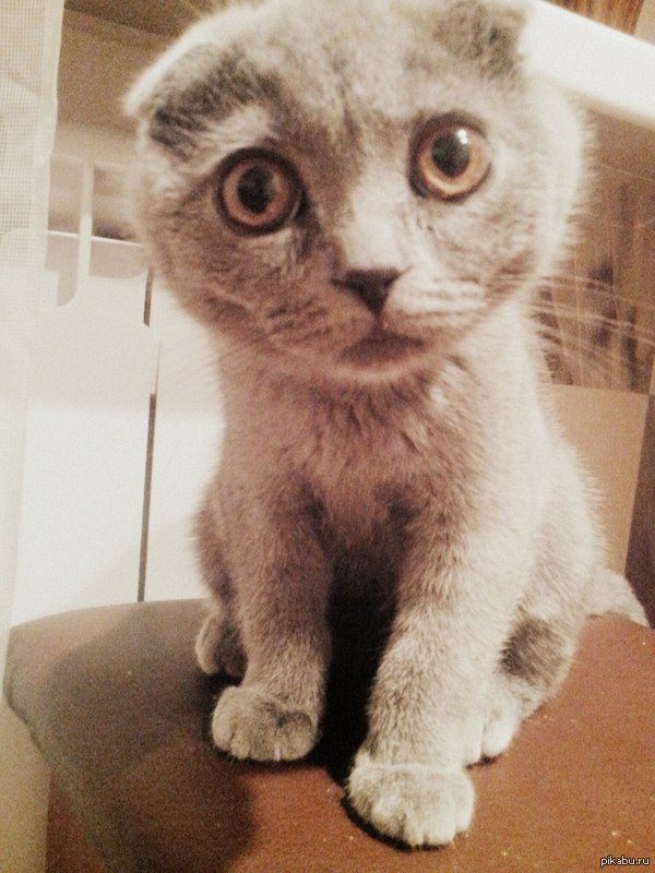 ��� ��� ������� ���������?!