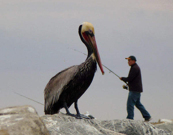 � ���� ���������-���������.