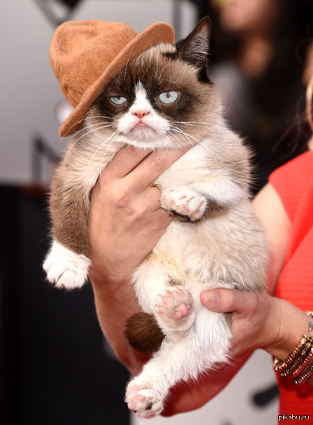 -    (GrumpyCat) -     MTV Movie Awards.         .   ,   ,        .