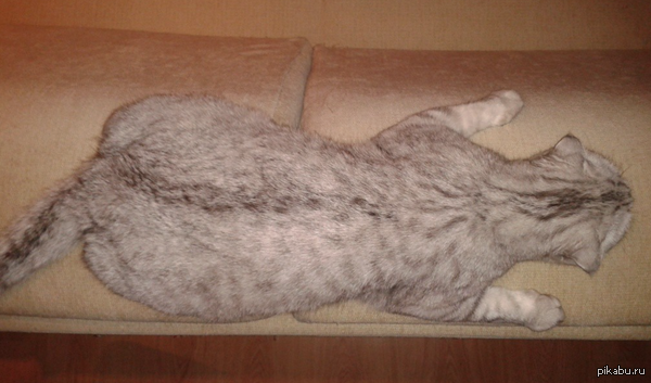 Котенок табака