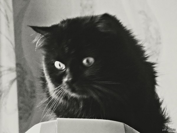 Удивленный кот