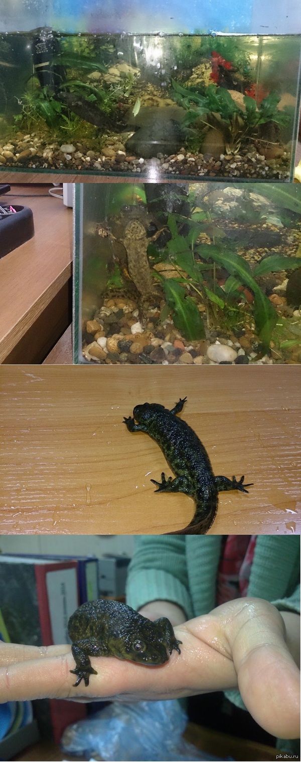 Живность на работе