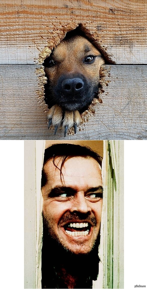 Собака своего хозяина