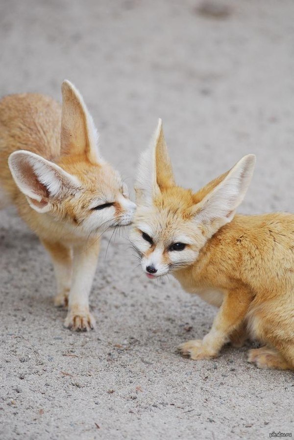 Fennec Foxes : floridapfe