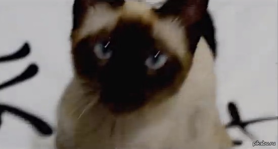 Cat sings theme of the Game of thrones http://www.youtube.com/watch?v=vEg4SEch27w      .     ,   