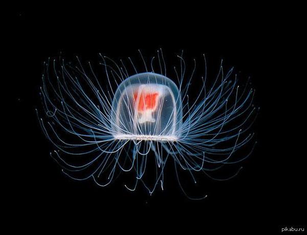 Turritopsis dohrnii -  !    .