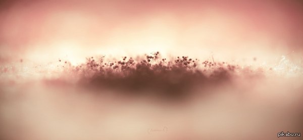 Большой мир маленькой плесени