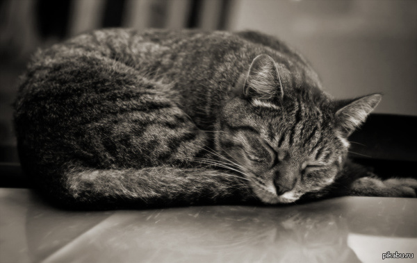 Спокойной ночи, пикабу! :)