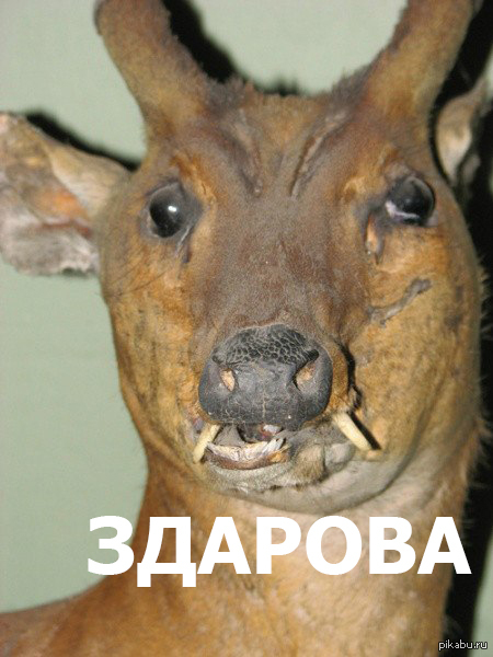 ���� ����� �� �����,� ��� ���!