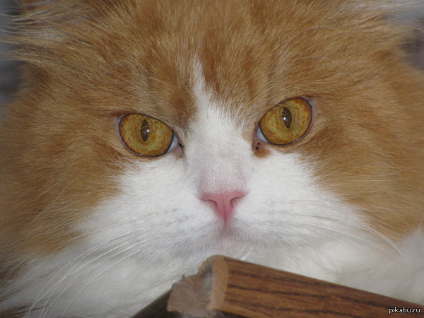 ��� ����